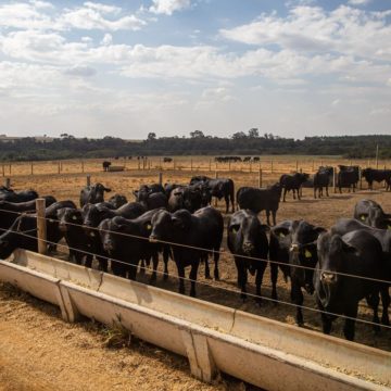 Pecuária de corte, Bovinocultura de corte, Gado confinado, Boi Abate de bovinos tem queda de 8,5%, anuncia o IBGE
