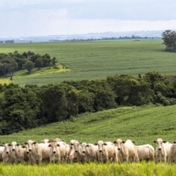 Agropecuária impediu queda maior na economia em 2020, avalia CNA