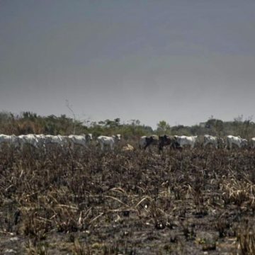 7 das 10 cidades que mais emitiram carbono no Brasil estão na Amazônia e lideram taxas de desmatamento