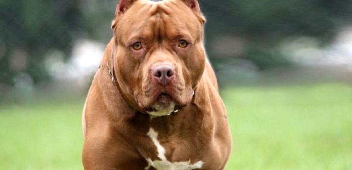 Conceição do Araguaia: mulher é atacada por dois pitbulls