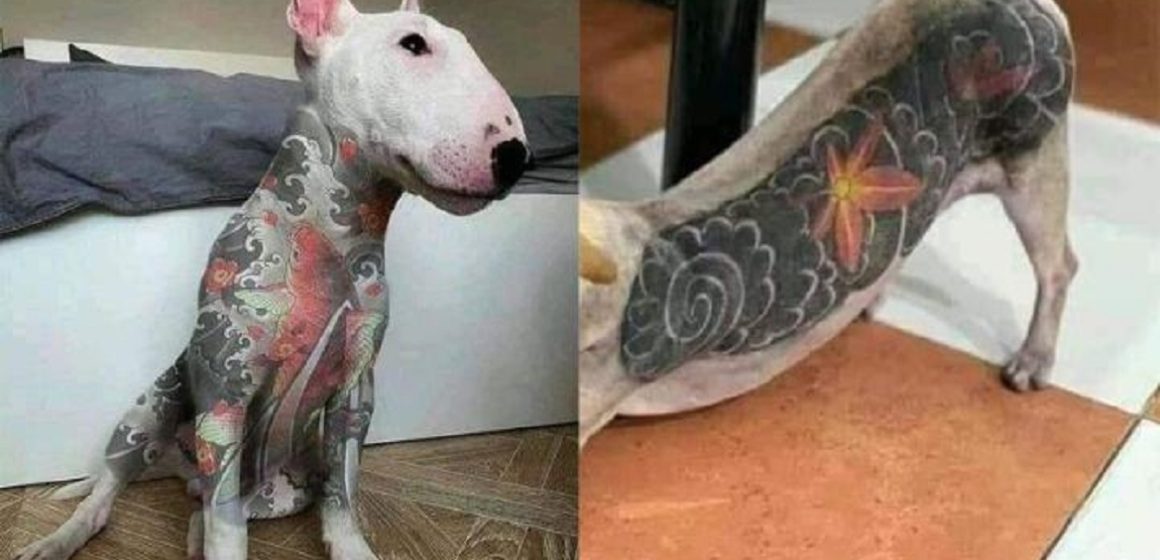 Quem tatuar animais pode ser punido por prisão