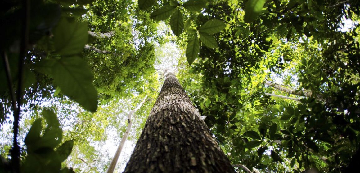floresta Amazônica Transparência de dados ambientais tem o Pará como destaque na Amazônia