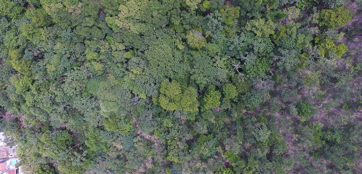 Mata Atlântica é o bioma com maior captação de água do país