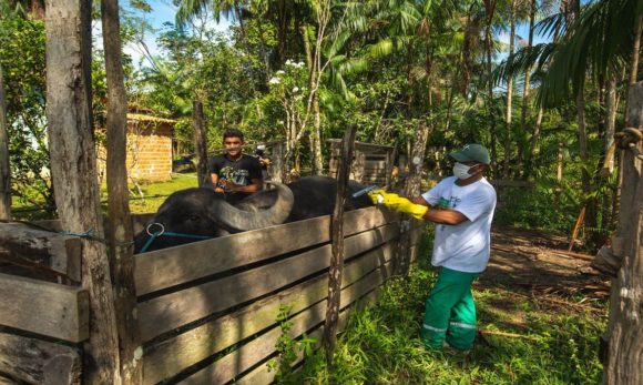 Prefeitura de Barcarena inicia vacinação animal contra a febre aftosa