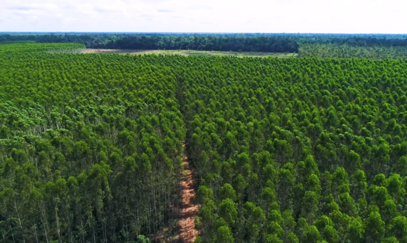 Em novo compromisso sustentável, indústria paraense Floraplac quer atingir 40 milhões de árvores plantadas