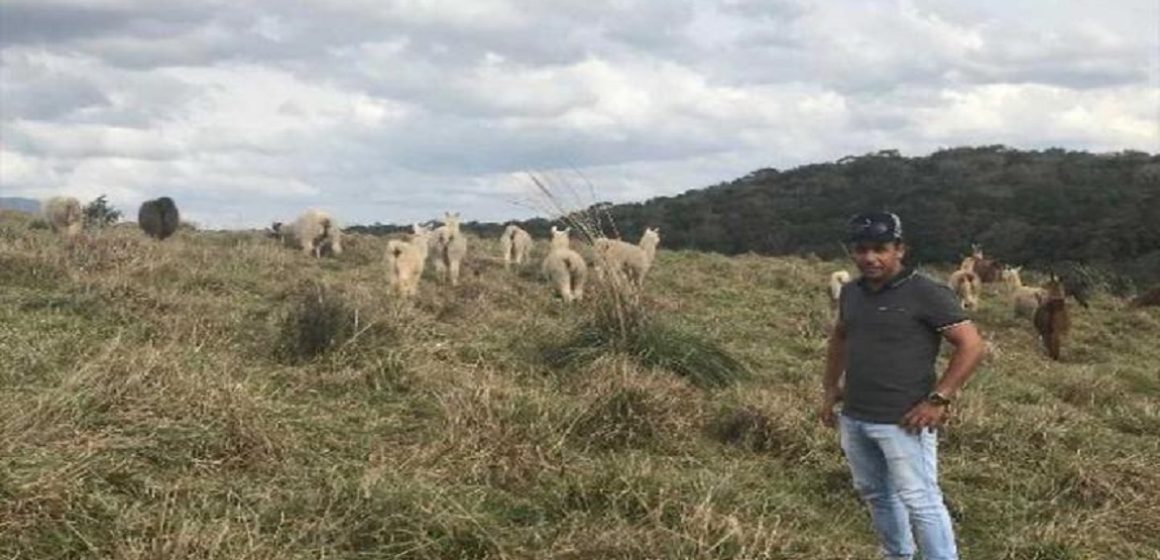 Brasileiro é o mais novo empreendedor com lhamas