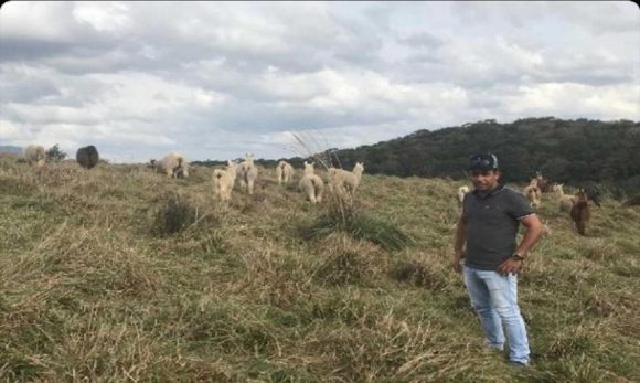 Brasileiro é o mais novo empreendedor com lhamas