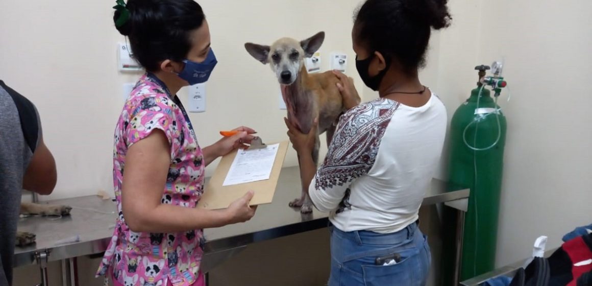 Hospital Veterinário de Belém recebe animais vítimas de maus-tratos