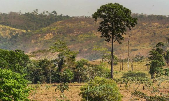 Maio: Pará reduz em mais 40% o desmatamento em todo o território estadual