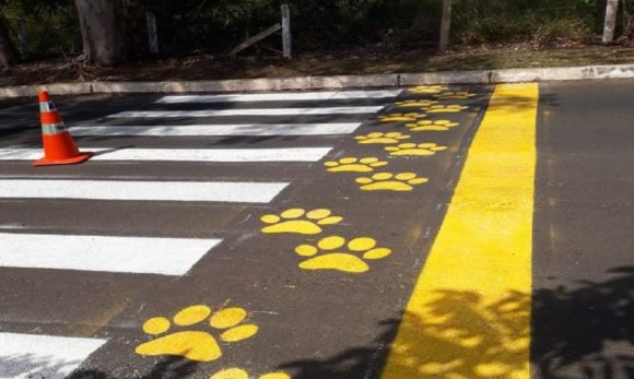 Distrito federal ganhou a “patadestre” para animais silvestres