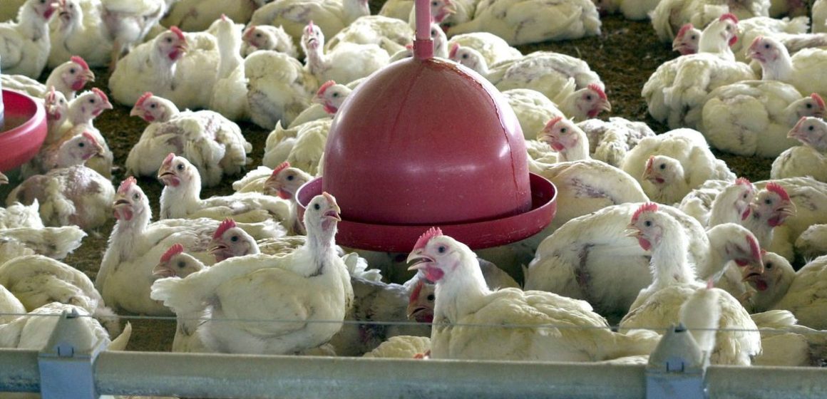 Preços do porco, frango e ovo, podem subir ainda mais no Brasil