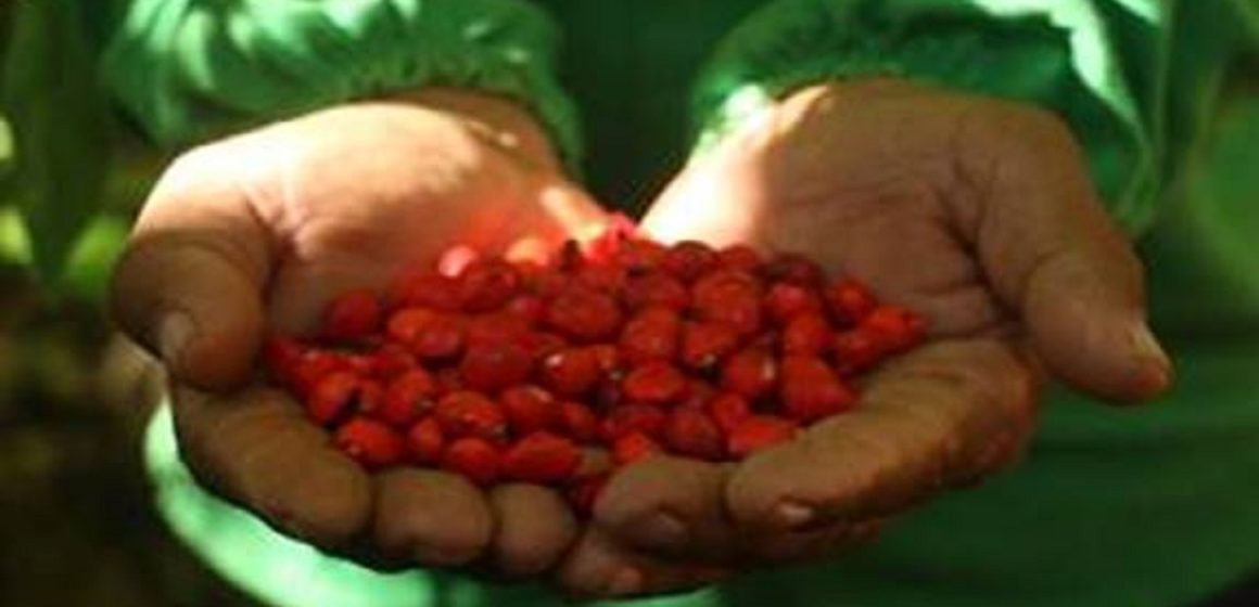 Amazônia: Recuperação de áreas mineradas em Carajás gera renda para cooperativa e retorno da biodiversidade