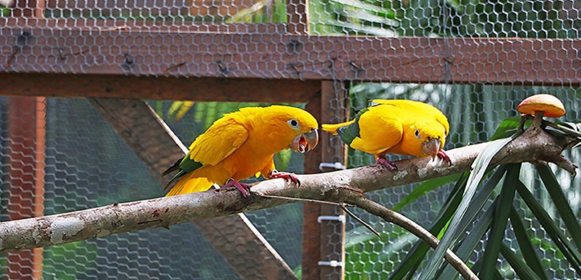 Parque do Utinga recebe mais 5 casais de ararajubas para reintrodução da espécie na região