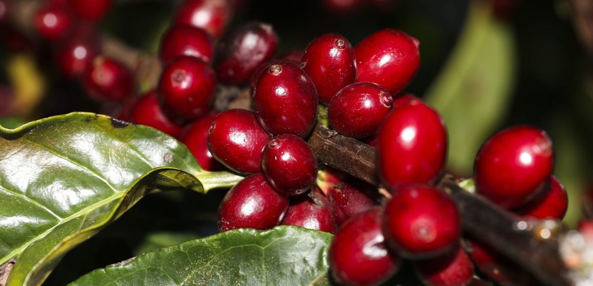 USDA diz que consumo global de café deve superar produção em 2021/22