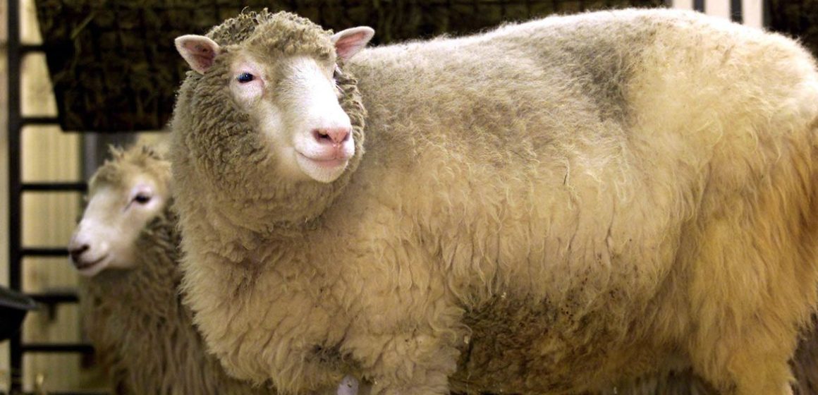 Primeiro mamífero clonado, Dolly completaria hoje 25 anos