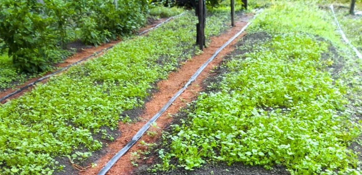 Com assessoria de Emater e Crédito Fundiário, agricultores ampliam a produção