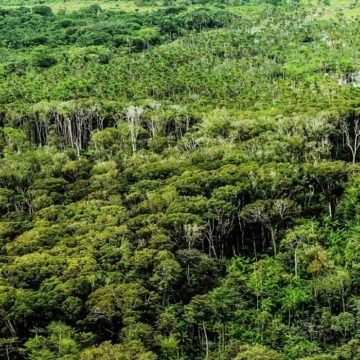 Pará reduz em 27% o desmatamento ilegal em junho