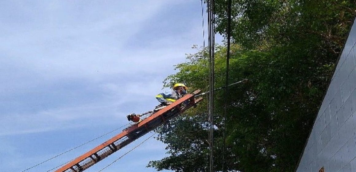 Orientações sobre plantio e podas de árvores nas cidades são repassadas pela Equatorial Pará