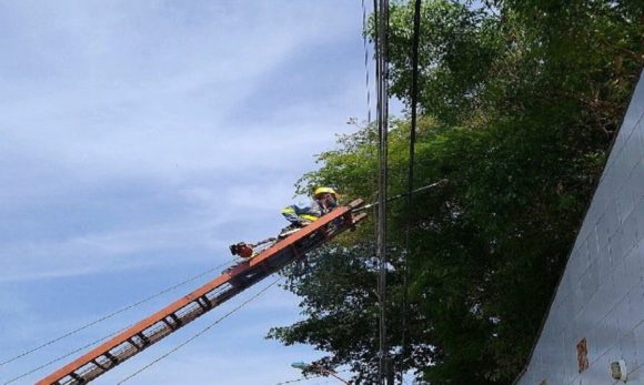 Orientações sobre plantio e podas de árvores nas cidades são repassadas pela Equatorial Pará
