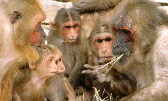 China registra 1ª morte de humano devido a vírus raro de macaco
