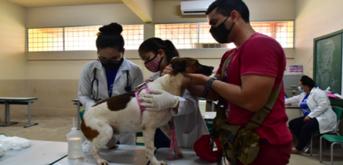 Ananindeua faz ação de castração de cães e gatos a partir desta segunda
