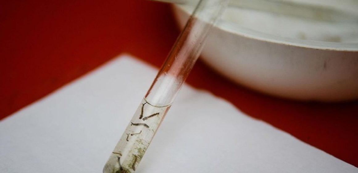 Número de casos de dengue aumentam no Pará