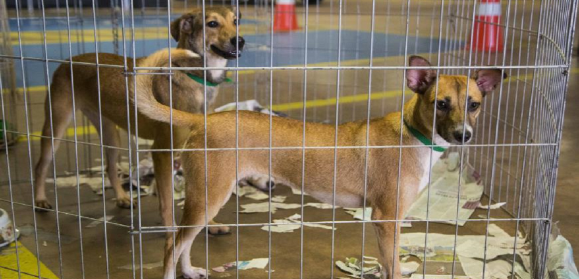 Edmilson Rodrigues sanciona lei que cria a Semana Municipal de Proteção Animal