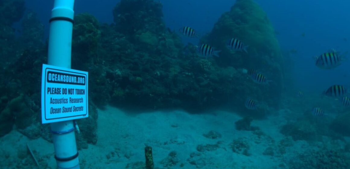 Bioacústica é usada para conservar biodiversidade em ilhas oceânicas