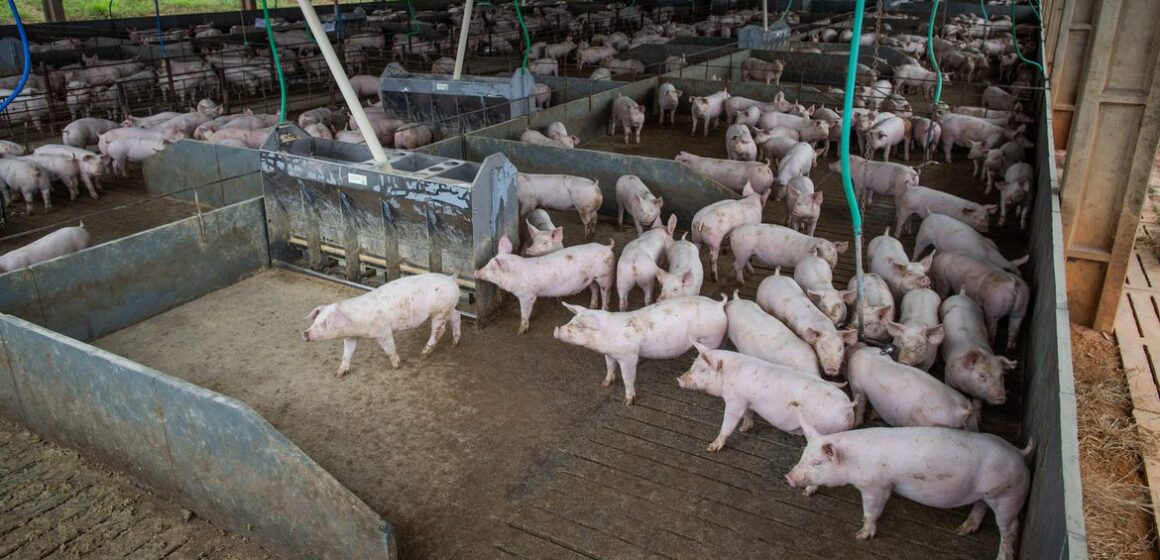 Granja de suínos, Suinocultura, porcos,suínos Brasil abate 13,04 milhões de cabeças de suínos no segundo trimestre