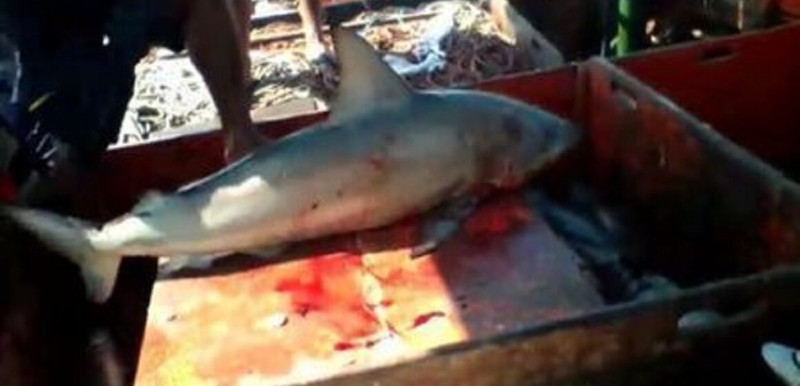 9883538_x240 Pescador é mordido por tubarão durante pesca ilegal em praia do Pará