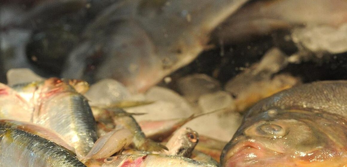 Órgãos estaduais prosseguem com fiscalização do pescado no oeste paraense contra a síndrome de Haff