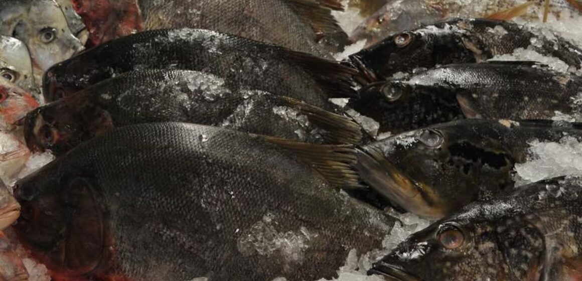 Em Belterra, venda e consumo de pirapitinga, pacu e tambaqui estão proibidos por 30 dias