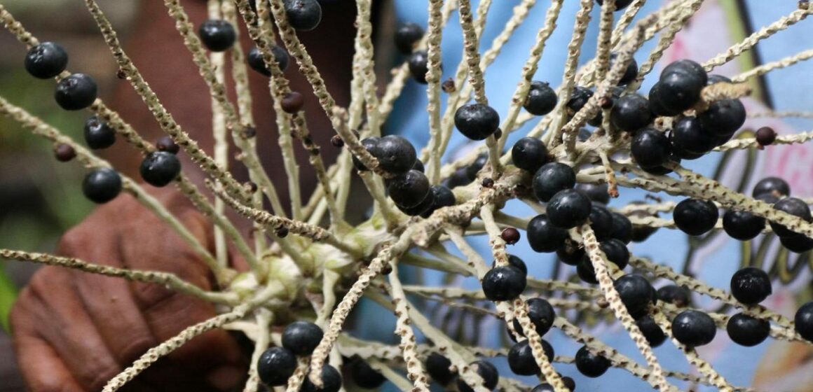IBGE aponta que o açaí do Pará é o campeão da produção agrícola em 2020