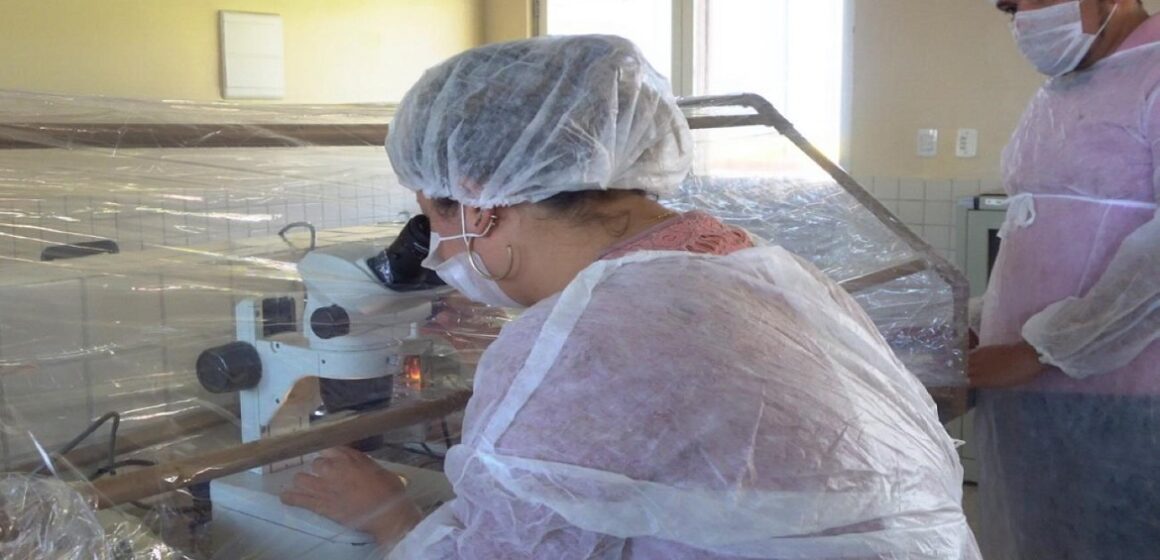 Pará lidera ranking pecuário de adoção da Inseminação Artificial na Região Norte