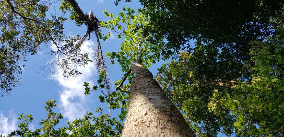 Belém sediará evento internacional sobre desenvolvimento sustentável da Amazônia