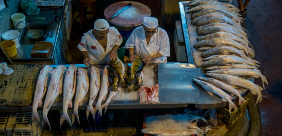 Em Belém, preço do peixe cai pela sexta vez consecutiva