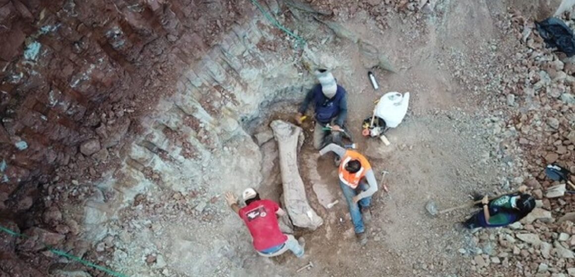 Fóssil de possível titanossauro é achado no Maranhão