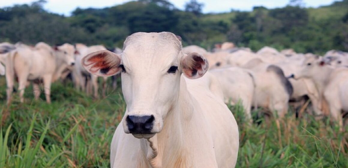 Valor do boi é o menor no ano; por que preço da carne não cai?