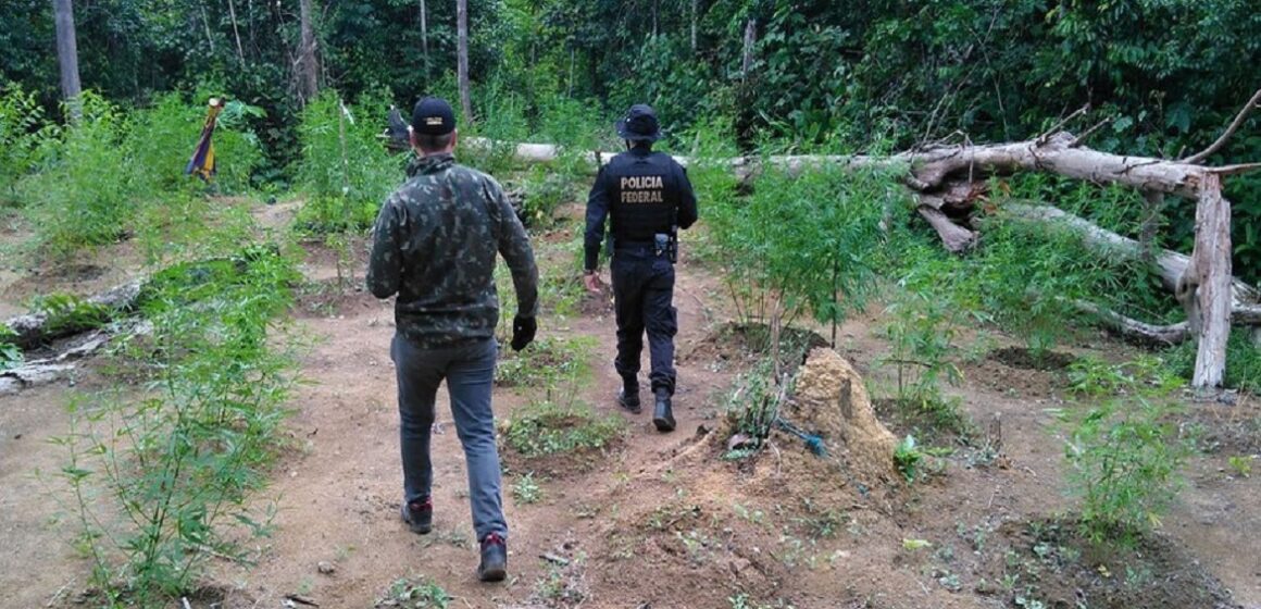 Operação da PF apreende 46 toneladas de maconha no nordeste do Pará