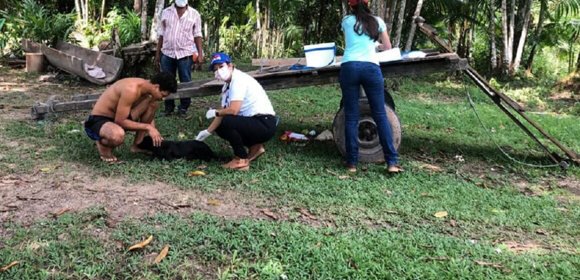 Prefeitura de Barcarena retoma campanha de vacinação de animais contra a febre aftosa