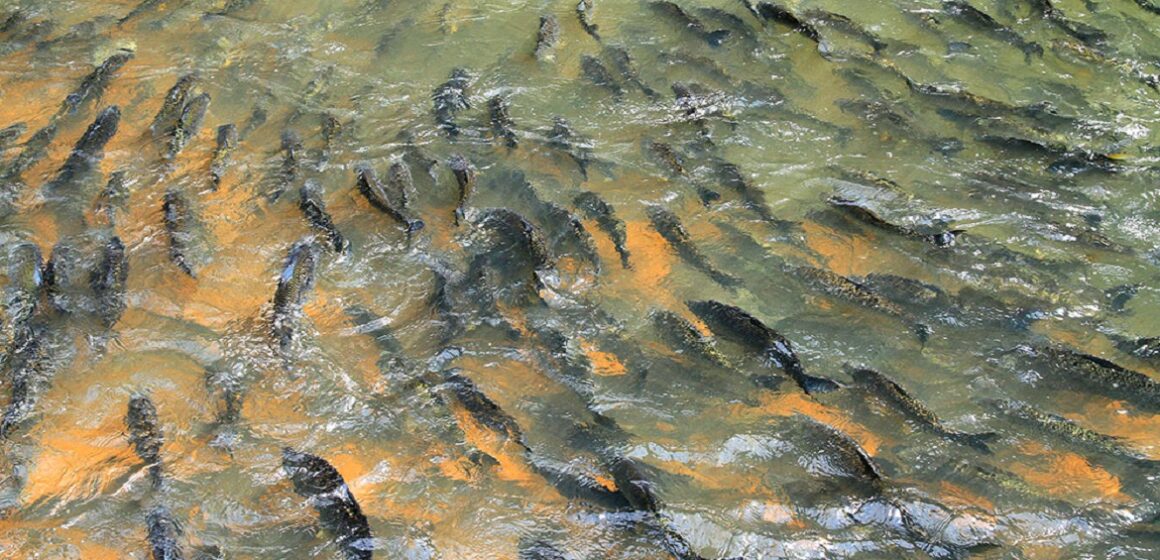 Tocantins: Piracema inicia nesta segunda, 1º, e pesca fica proibida em rios e lagos
