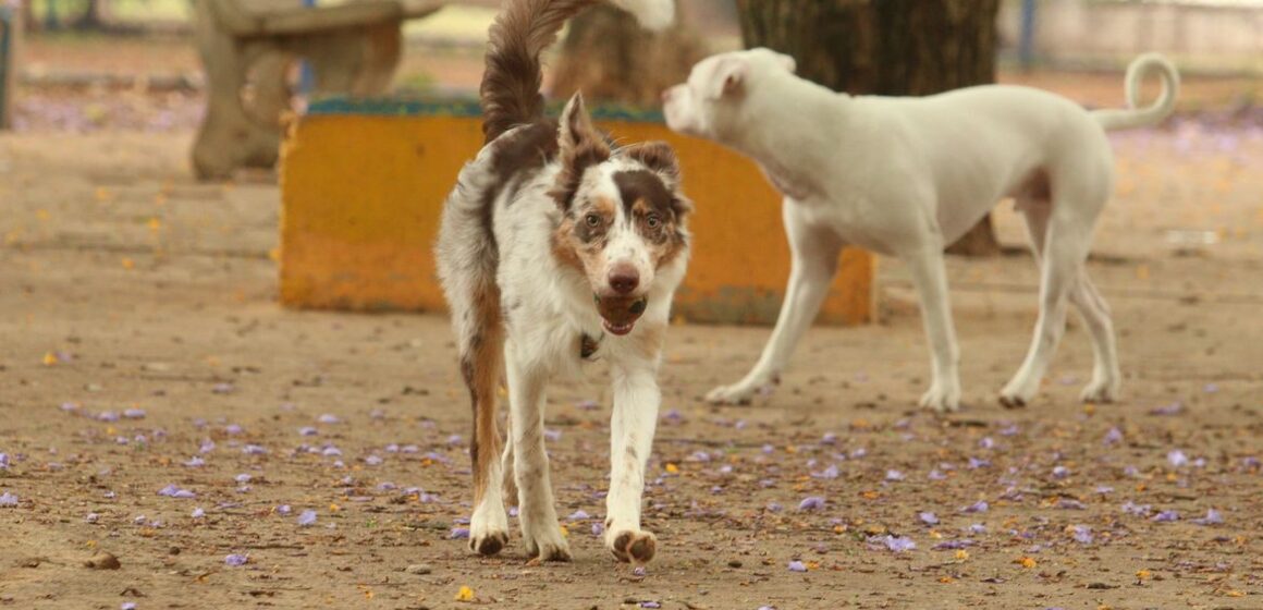 Experiência de vida muda comunicação entre cães e humanos, diz estudo