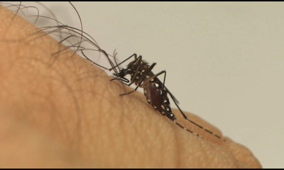 Com nova “fábrica de Aedes aegypti”, Brasil ampliará combate a doenças