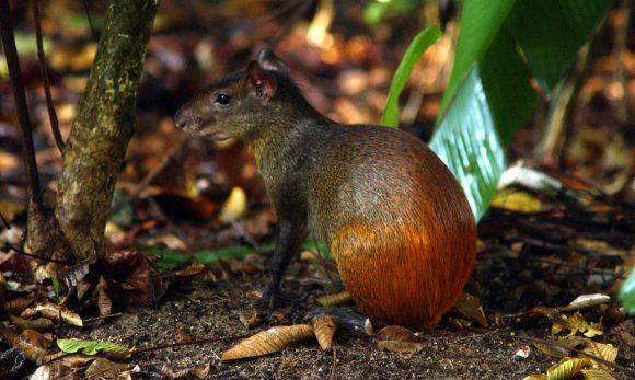 Projeto catalogará toda a diversidade da vida no território brasileiro