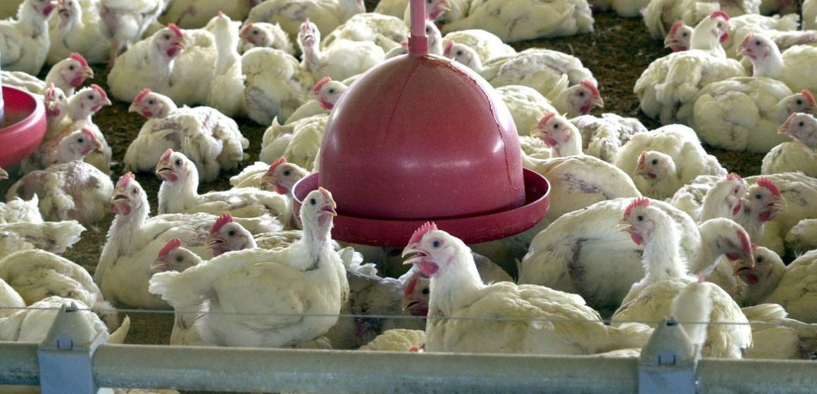 Ministério suspende feiras de aves para evitar gripe aviária no país