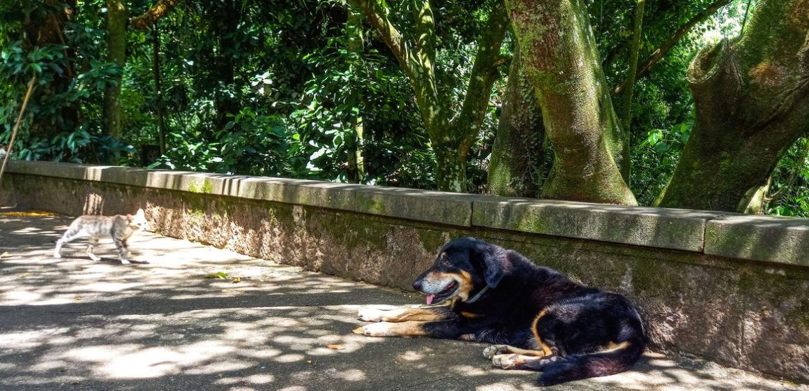 m3-cao_e_gato_soltos_no_entorno_do_parque_nacional_da_tijuca Cães e gatos também são considerados espécies invasoras no Brasil