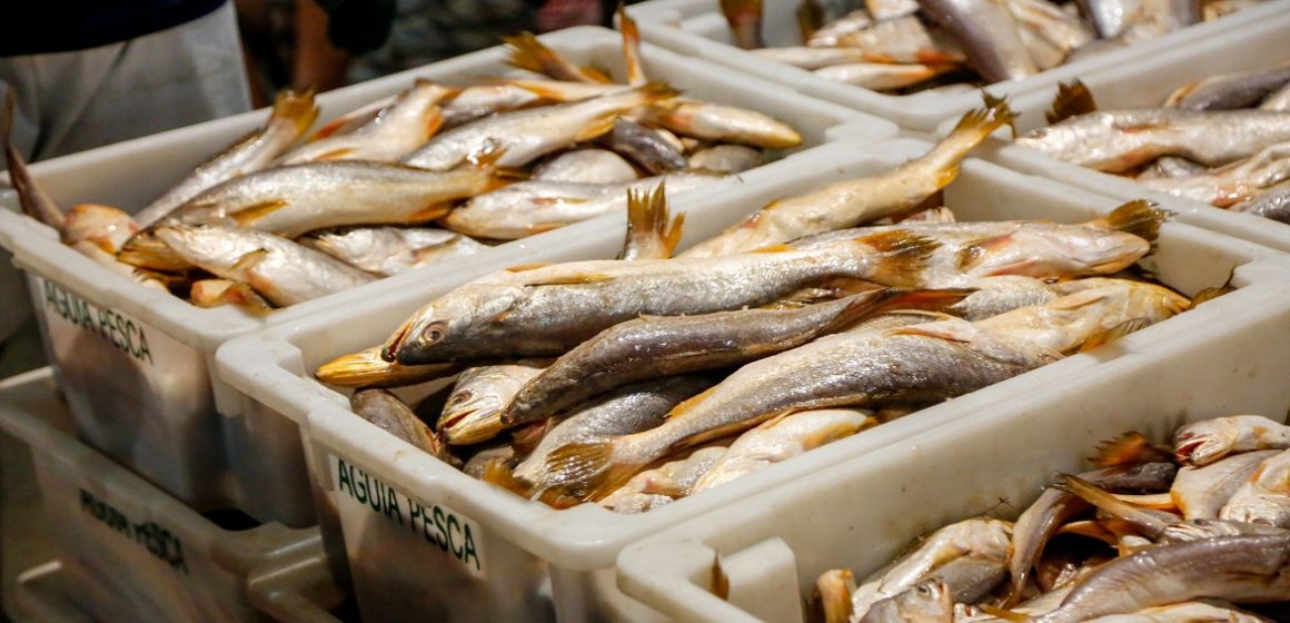 Confira os preços dos peixes e lista dos locais da Feira do Peixe 2023