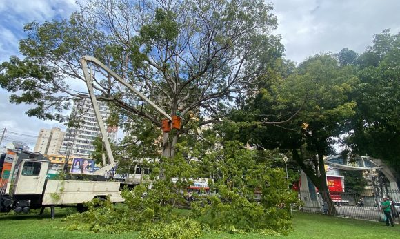 Samaumeiras da Praça Santuário receberam serviços preventivos