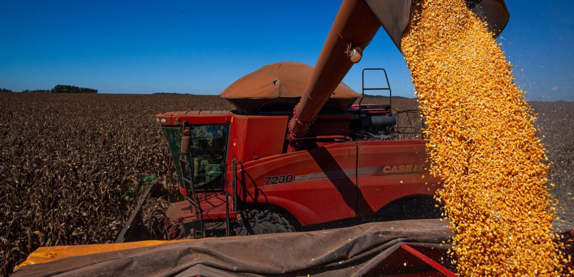 Maior exportador de milho do mundo está próximo de ser o Brasil