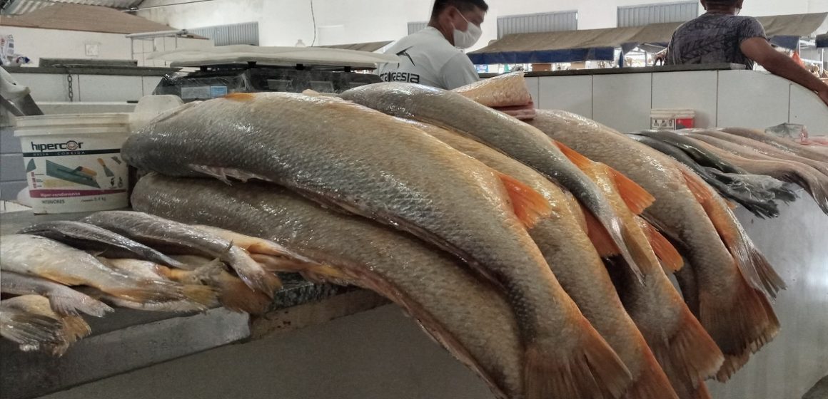 Em Belém, saiba quais os peixes que ficaram mais caros no primeiro trimestre